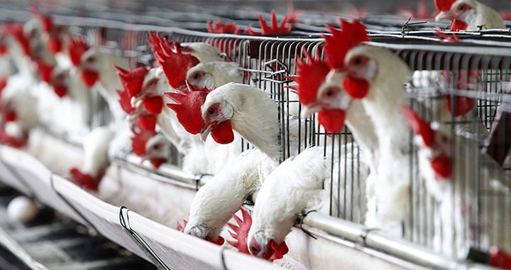 مُربو الدواجن لـ"خبر": أسعار الدجاج في غزّة ستشهد ارتفاعاً جنونياً خلال أسابيع قليلة