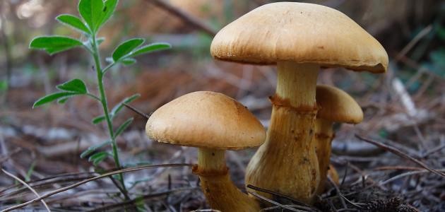 علماء:  أكل "الفطر" يحمي من ضعف "الذاكرة"