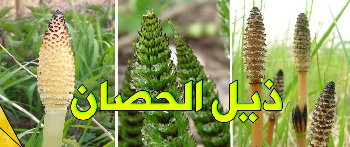 تعرفوا على فوائد "ذيل الحصان"عشبة بمفعول "سحري"