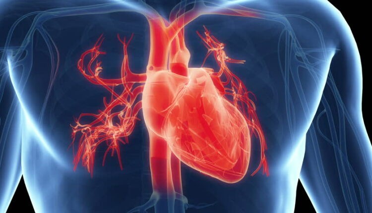 دراسة: رفع الأثقال مفيد لحرق دهون القلب