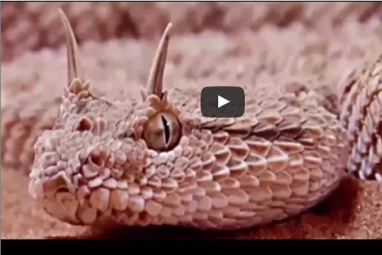 شاهدوا : الأفعى ذات القرون التي حذر منها الرسول!