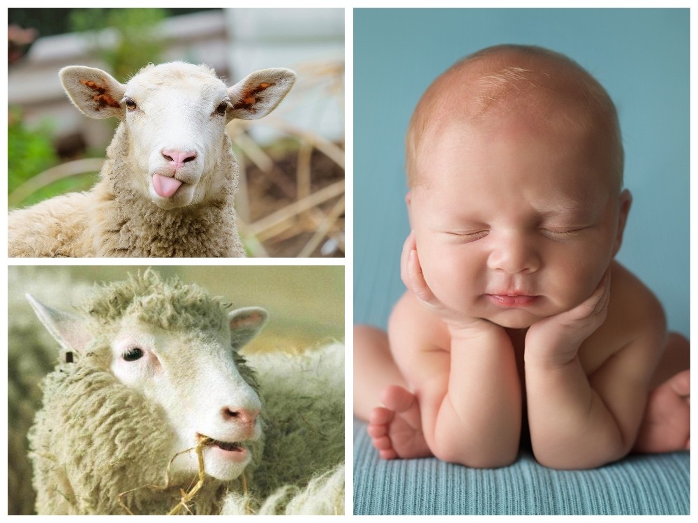 بالفيديو: هل تعلم ما هي شروط "العقيقة" في الإسلام؟