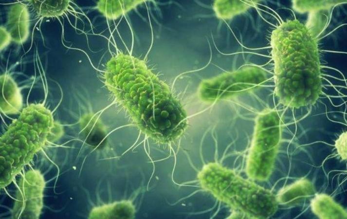 بعد غلق مصنع شوكولاتة "كيندر".. ما هي بكتيريا السالمونيلا المهددة لحياة الأطفال؟