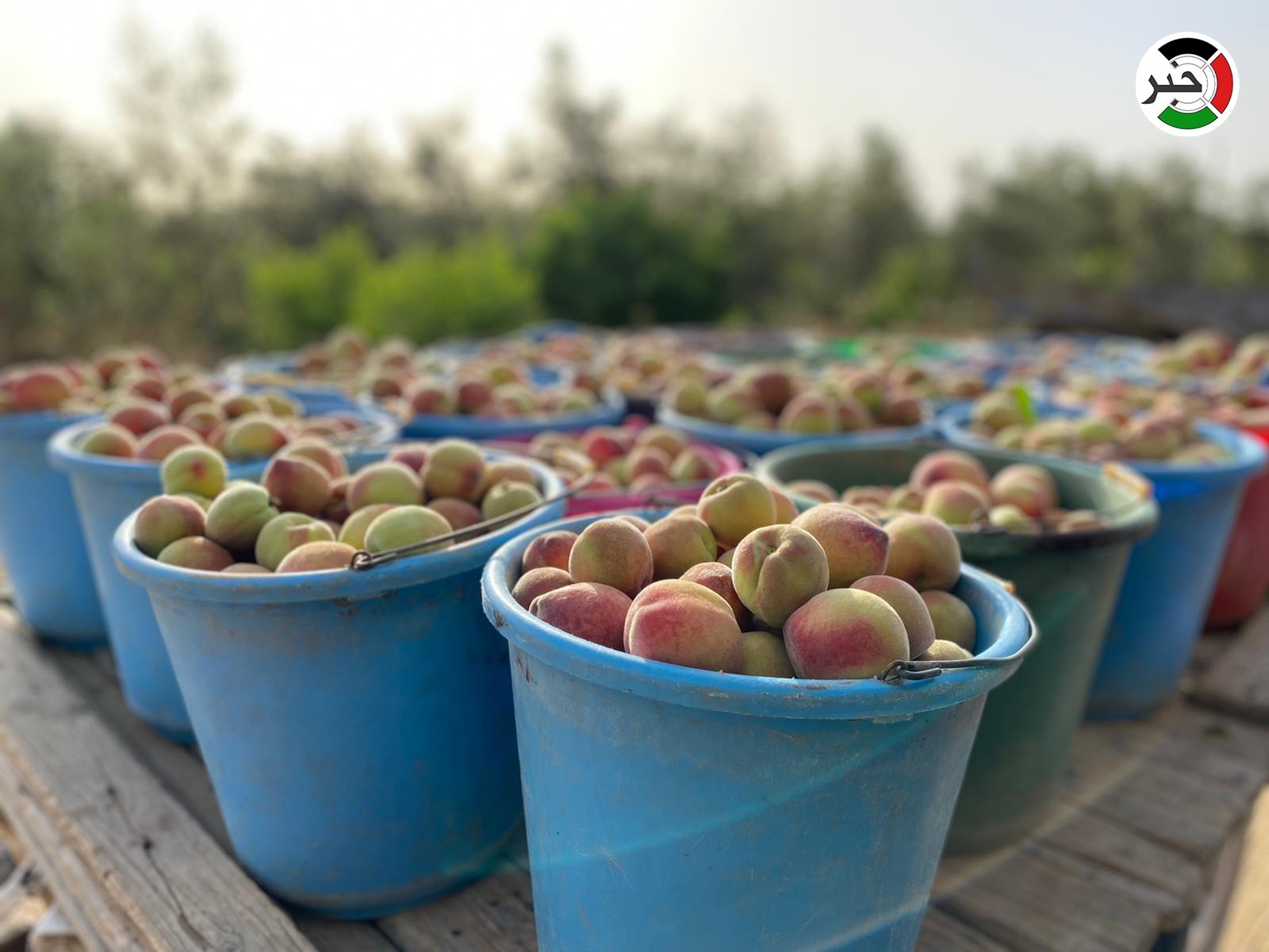بالفيديو والصور: بدء موسم جني ثمار فاكهة "الخوخ" في قطاع غزّة