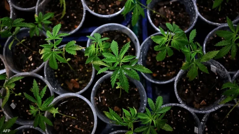 خبراء: خطير جدا.. لماذا تزايد تعاطي القنب؟