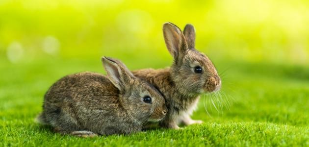 بالفيديو: هل بالفعل أكل النبي ﷺ لحم الأرنب أم لا؟ والسبب الذي جعله يرفض أكلها رغم أنها حلال