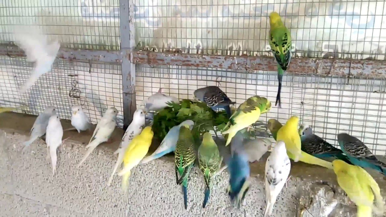 شاهد: تربية الطيور الغريبة إبداعٌ من نوع آخر في غزّة