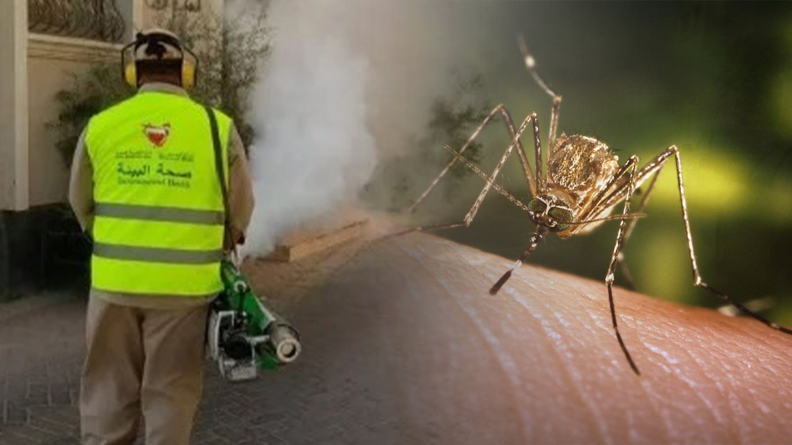 شاهد: "البعوض" الحشرة الأكثر رعباً وقلقاً عند الغزّيين.. والبلديات تُحارب وتُناشد