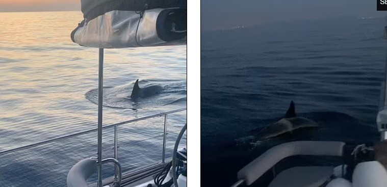 حيتان أوركا تطارد يختا لساعات وعلماء يكشفون سر الهجمات المتكررة