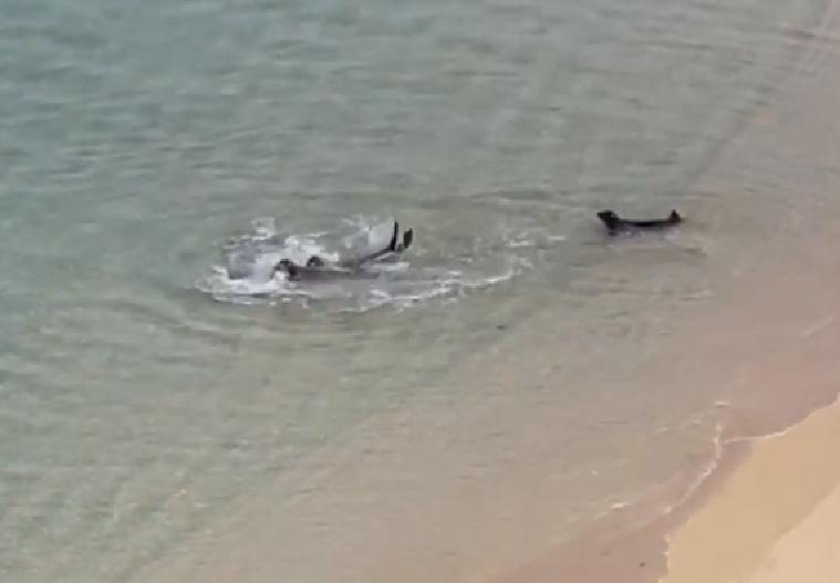 مناوشات بين حيوانين بحريين على شاطئ كايمانا فى هاواى