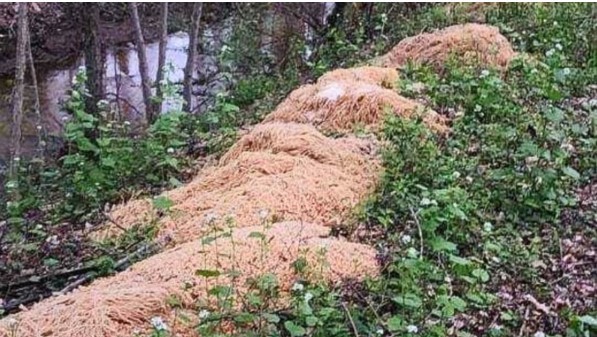 500 رطل مكرونة ملقاة بالغابة فى ظروف غامضة