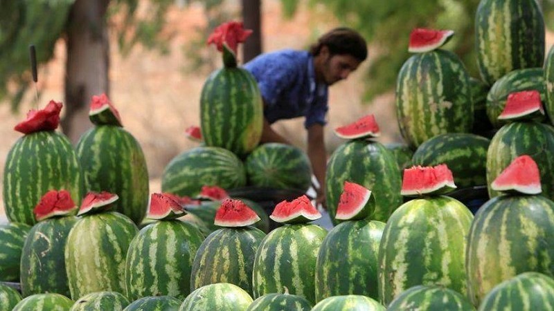 تقرير: قبل بدء فصل الصيف.. الفواكه المحلية تغزو أسواق غزّة بجودة عالية ومذاق لا يُقاوم!
