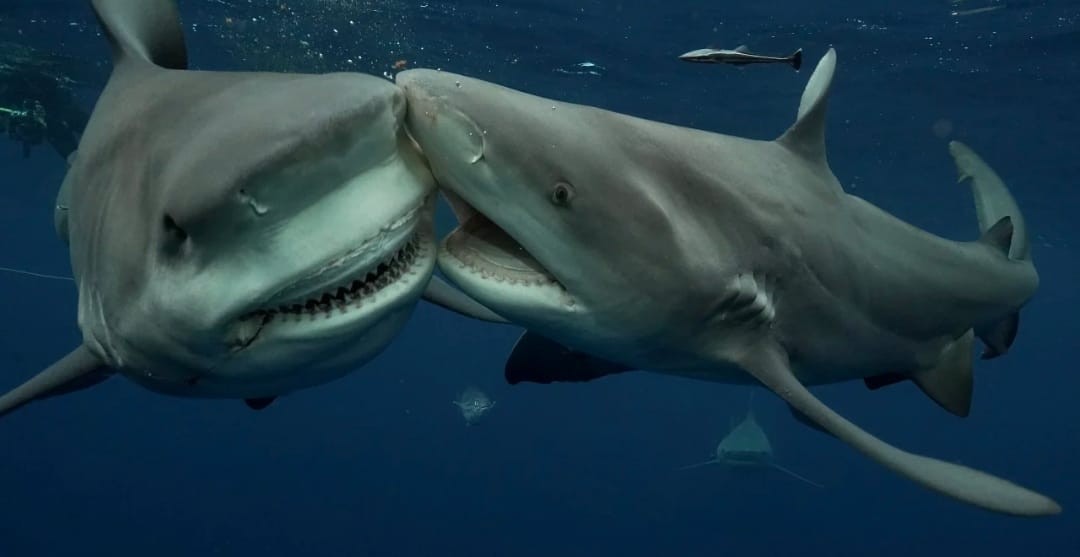 سمكتا قرش تتصارعان للحصول على نفس وجبة الطعام