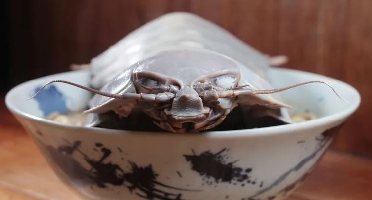 مطعم تايوانى يقدم لعملائه مخلوقا غريبا فى طبق جديد