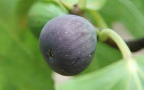 تفسير حلم أكل التين من الشجرة