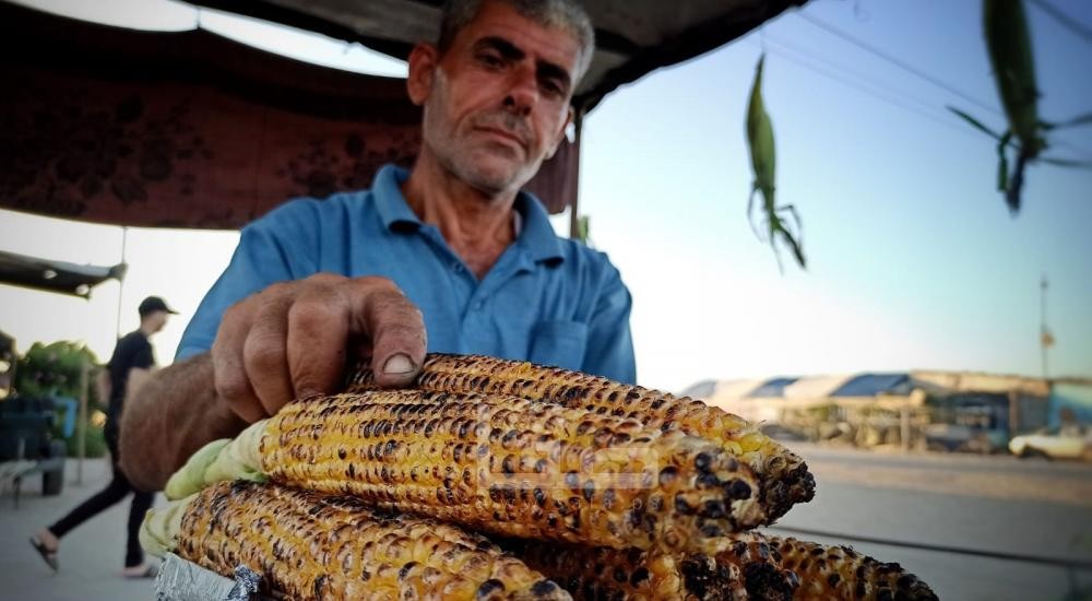 تقرير: الذرة الصفراء مصدر دخل زهيد للعديد من العائلات في غزة