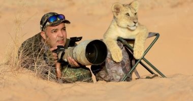 شبل صغير يستولى على مقعد مصور للحياة البرية فى لقطة طريفة