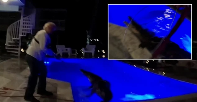 أمريكي يتفاجأ بتمساح فى حمام سباحة منزله ويستنجد بمتخصصين لاصطياده