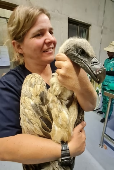 أول عملية زرع منقار لطائر جارح فى العالم بعد تعرضه لحادث