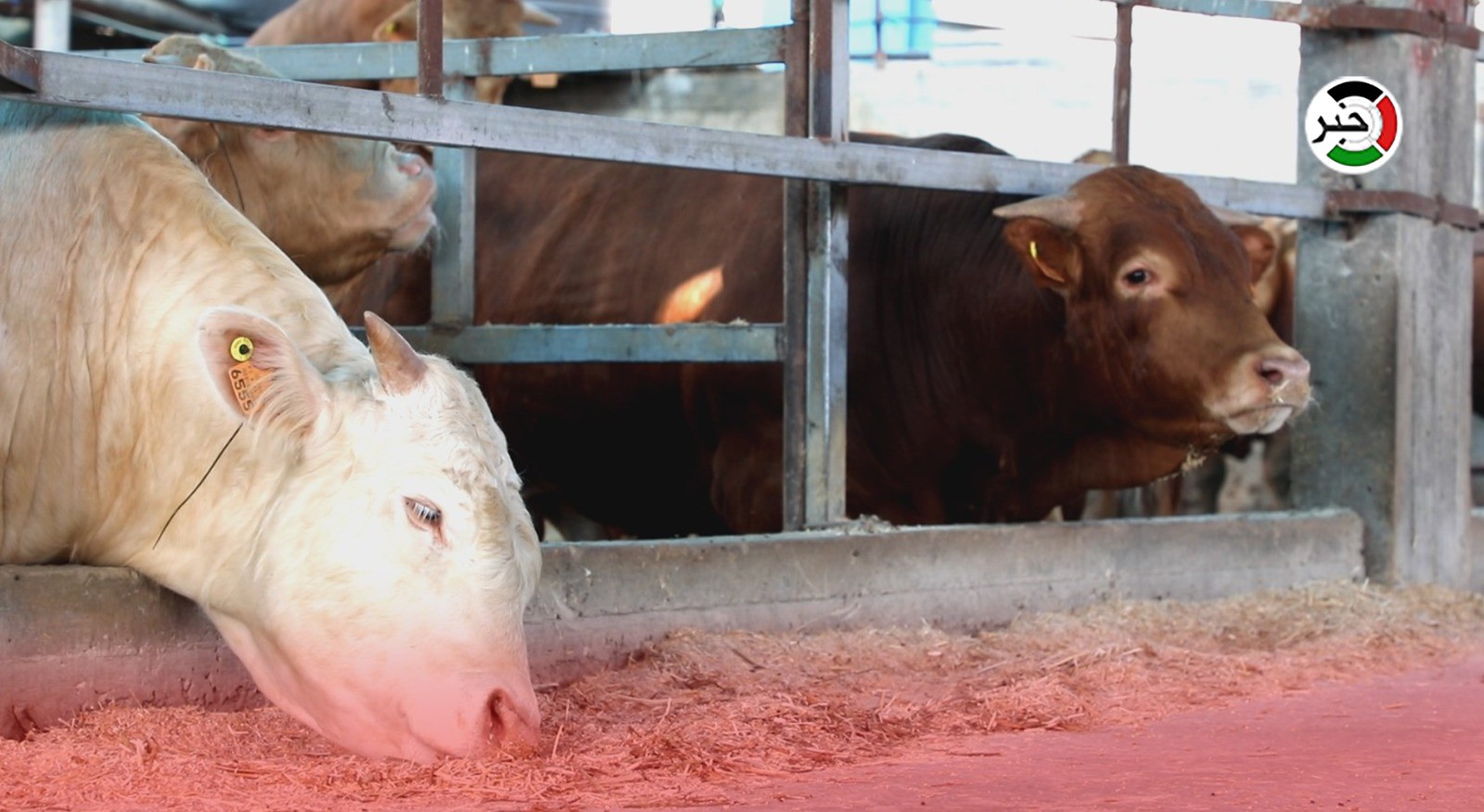 تقرير بالفيديو: غزة.. الركود يضرب سوق الأضاحي في ظل ارتفاع الأسعار وتردي الأوضاع الاقتصادية