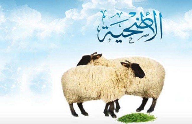 شروط المضحي في عيد الأضحى 2023