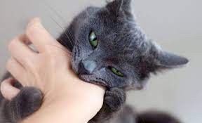 تفسير حلم عضة القطة للعزباء والمتزوجة والحامل والرجل - لابن سرين