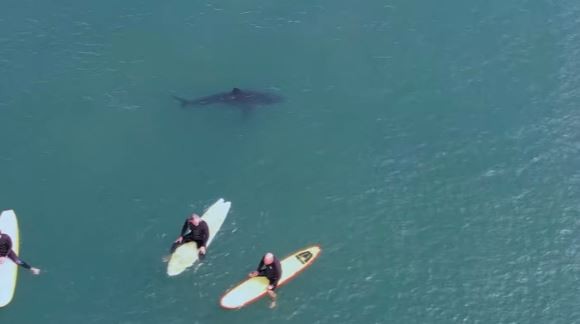 أسماك قرش تحوم حول راكبى الأمواج بكاليفورنيا