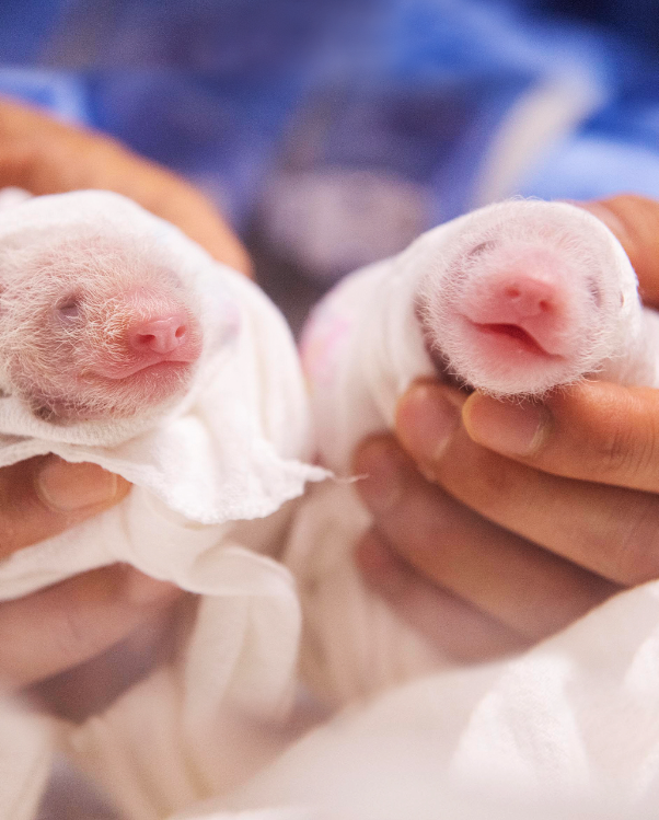 ولادة توأمى باندا في حديقة بكوريا الجنوبية