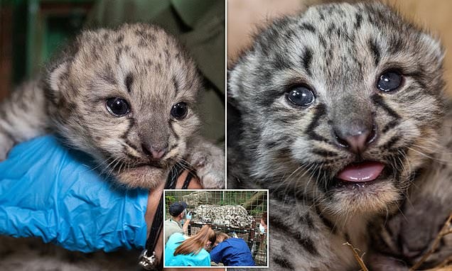 أول فحص بالموجات فوق الصوتية في العالم على أنثى نمر الثلج