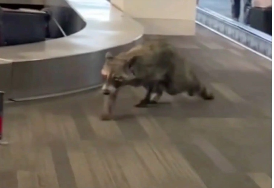 راكون يقتحم مطار فلادلفيا ويثير حالة من الرعب بين المسافرين