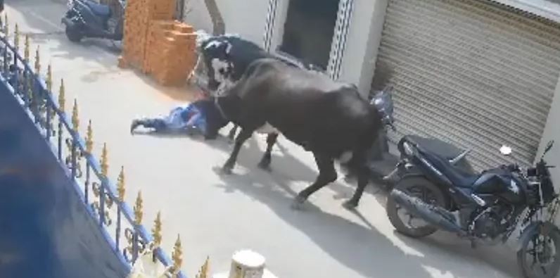 بقرة غاضبة تهاجم طفلة وتجرها بشراسة فى مشهد صادم بالهند