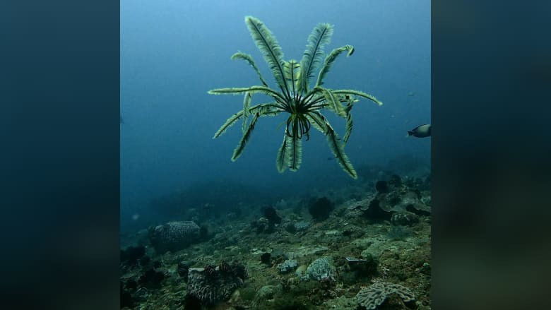 مثل "النباتات الراقصة"... مصورة ترصد كائنا بحريا يسبح بطريقة غريبة