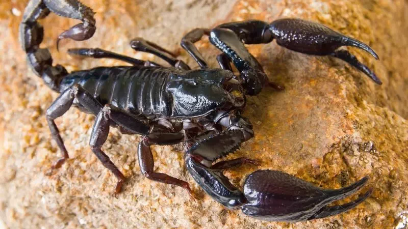 تفسير قتل العقرب في المنام - لابن سرين