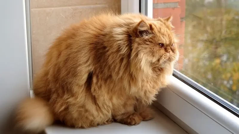 تفسير القطة السمينة في الحلم للعزباء - لابن سرين