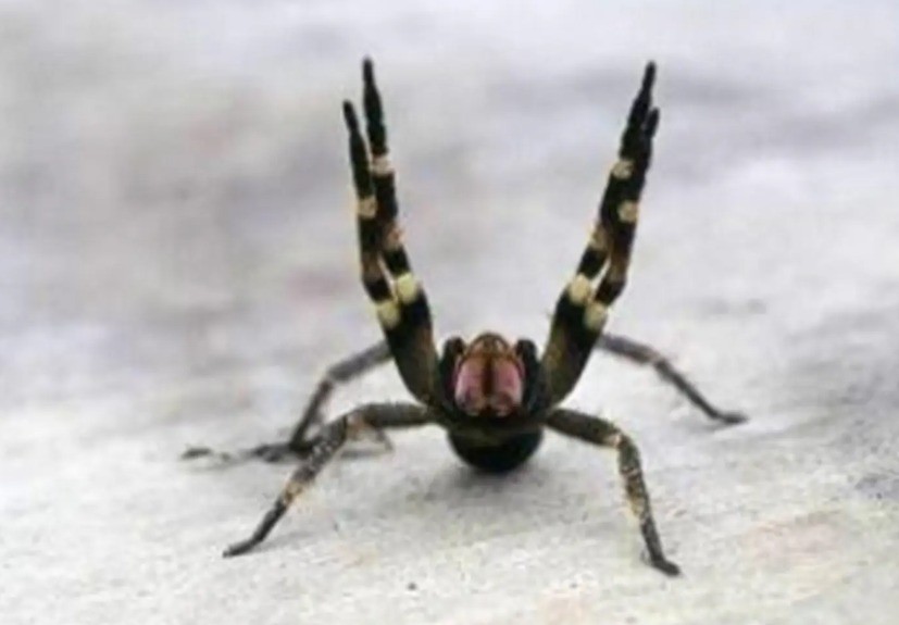 إغلاق سوبر ماركت فى النمسا بعد العثور على عنكبوت سام داخل صناديق الموز