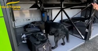 قصة كلب إيطالى اشتهر بأنفه الذهبية.. ساعد الشرطة فى اكتشاف مليون يورو