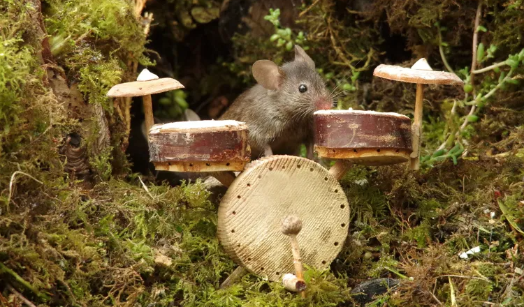 بريطانى صمم مصغرات لآلات موسيقية لفئران حديقته