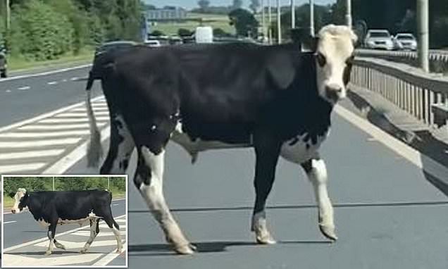 بقرة تتسبب فى أزمة مرورية بإنجلترا
