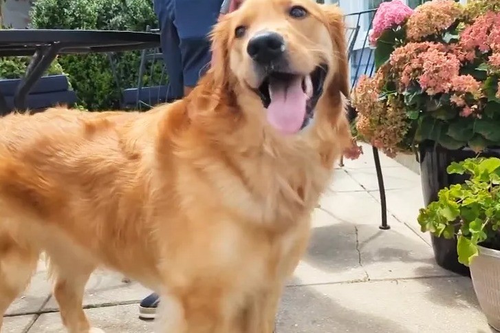 كلب يضع حفل زفاف مالكيه على المحك