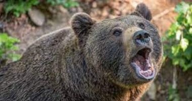 دب يقتحم منزل سيدة ويهاجمها فى منطقة كولورادو الأمريكية