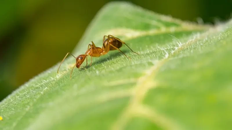 ما تفسير حلم النمل في المنام - لابن سرين