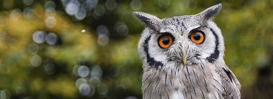 ما الحيوانات الروحية وما التفسير النفسى لظهورها فى الأحلام؟