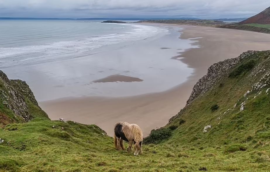 بسبب سيلفى مع الزائرين.. نفوق مهر بعد سقوطه من أعلى منحدر