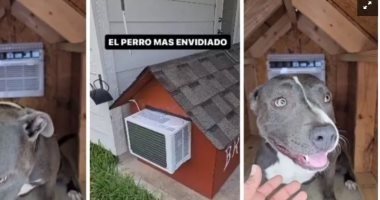 كلب بمنزل مكيف يثير الجدل على الشبكات التواصل الاجتماعى فى المكسيك