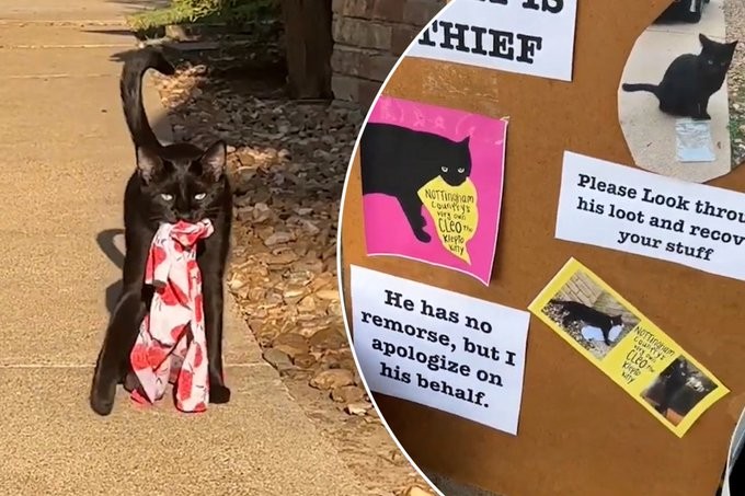 قطة تسرق ملابس الجيران فى ولاية تكساس وصاحبتها تقدم الاعتذار