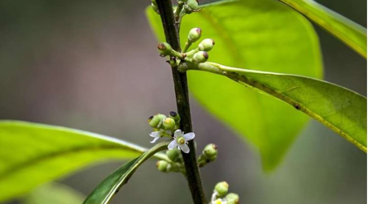 علماء يعيدون اكتشاف شجرة برازيلية صغيرة عمرها 185 عامًا