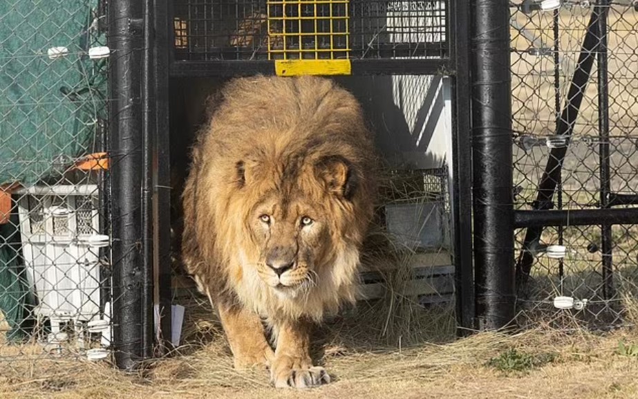 الأسد روبن يستمتع بطعم الحرية لأول مرة بعد مغادرته حديقة الحيوان
