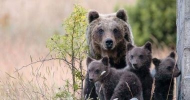 مقتل دُبة بالرصاص يثير موجة غضب فى إيطاليا