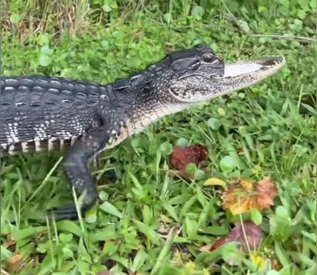 ​​اكتشاف أنثى تمساح بفك مفقود فى فلوريدا وسبب الإصابة مجهول