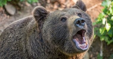 دب أسود يفسد نزهة عائلية في حديقة تشيبينك البيئية بالمكسيك